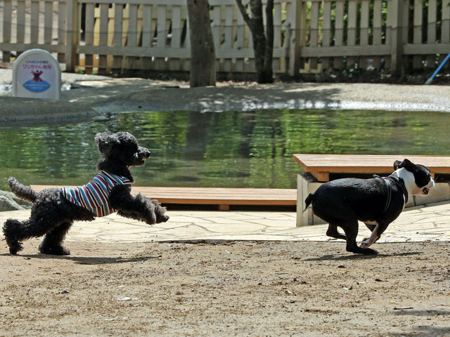 小谷流の里 ドギーズアイランド ドッグラン 愛犬