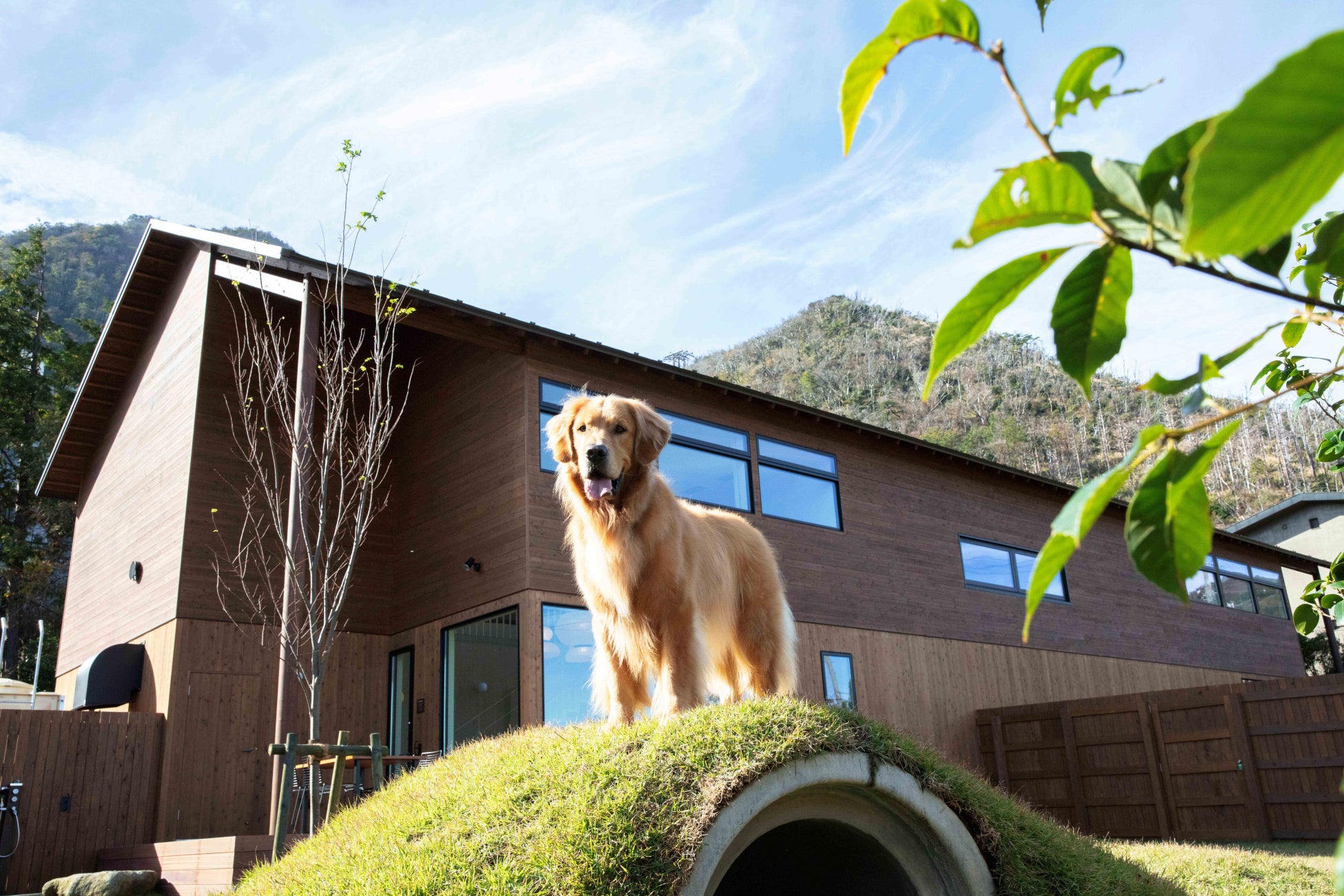 バケーションレンタル ペット可 犬 ドッグラン