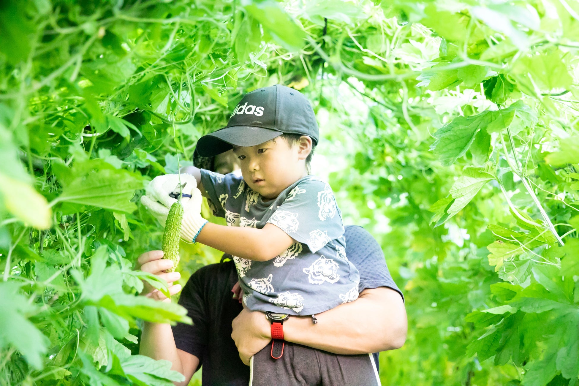 農園リゾート THE FARM 野菜収穫体験